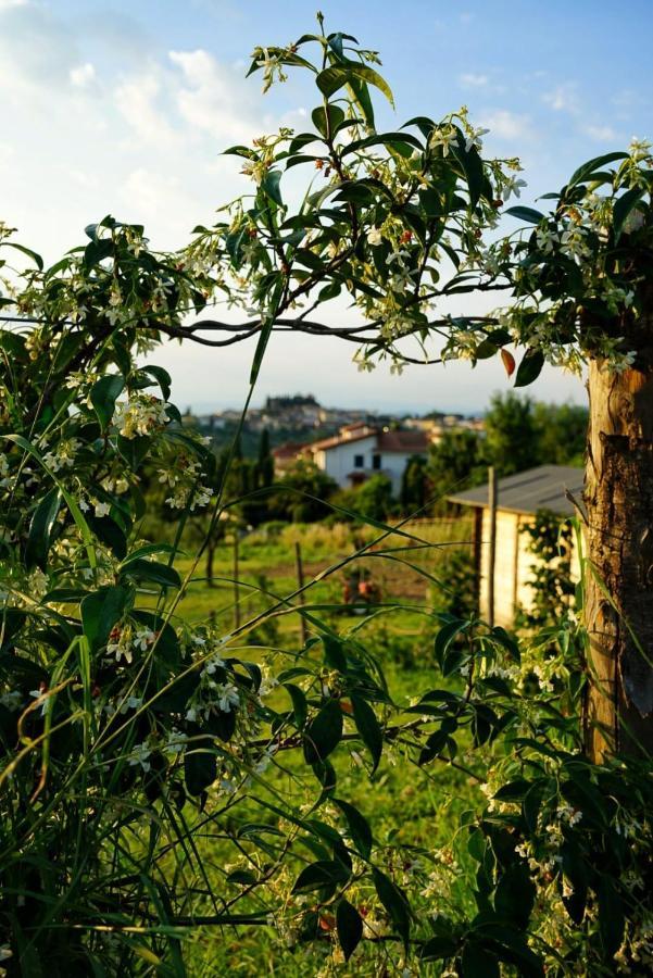 Agriturismo Villa Adimari 切雷托圭迪 外观 照片